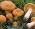 Aggályos igazolólappal árusítottak erdei gombát a gödöllői piacon