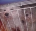Jó körülmények között maradhatnak a ketrecből kimenekített kutyusok