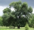 Európai dicsőségre tör a gödöllői vadkörtefa