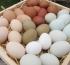 Omega-3 tojást tojó tyúkokat nevelnek a gödöllői egyetemen