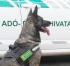 Gödöllői ebekből is képezhetnek keresőkutyát a NAV-nál
